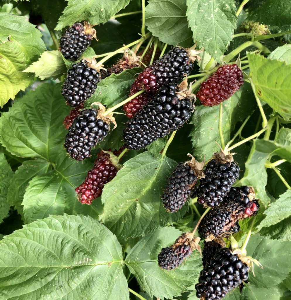 blackberries on the vine in a berry patch